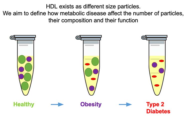 The Effects of Type 2 Diabetes in Adolescents on HDL Subspecies Composition and Function